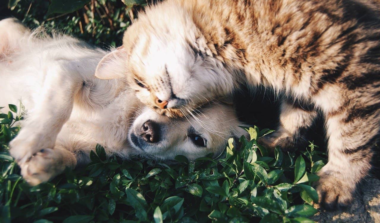 Jak koty stały się nowymi najlepszymi przyjaciółmi ludzi?