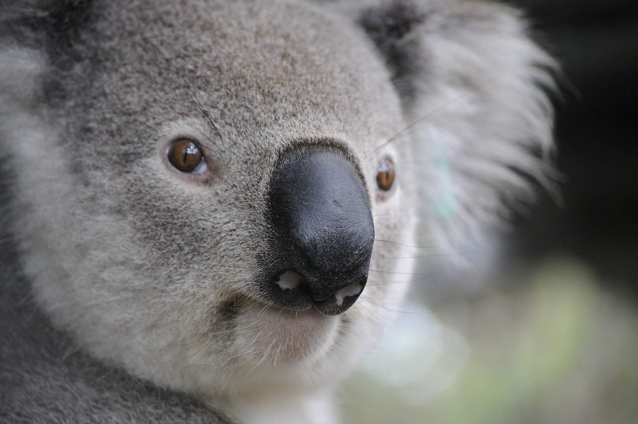 Koala – co warto o nim wiedzieć?