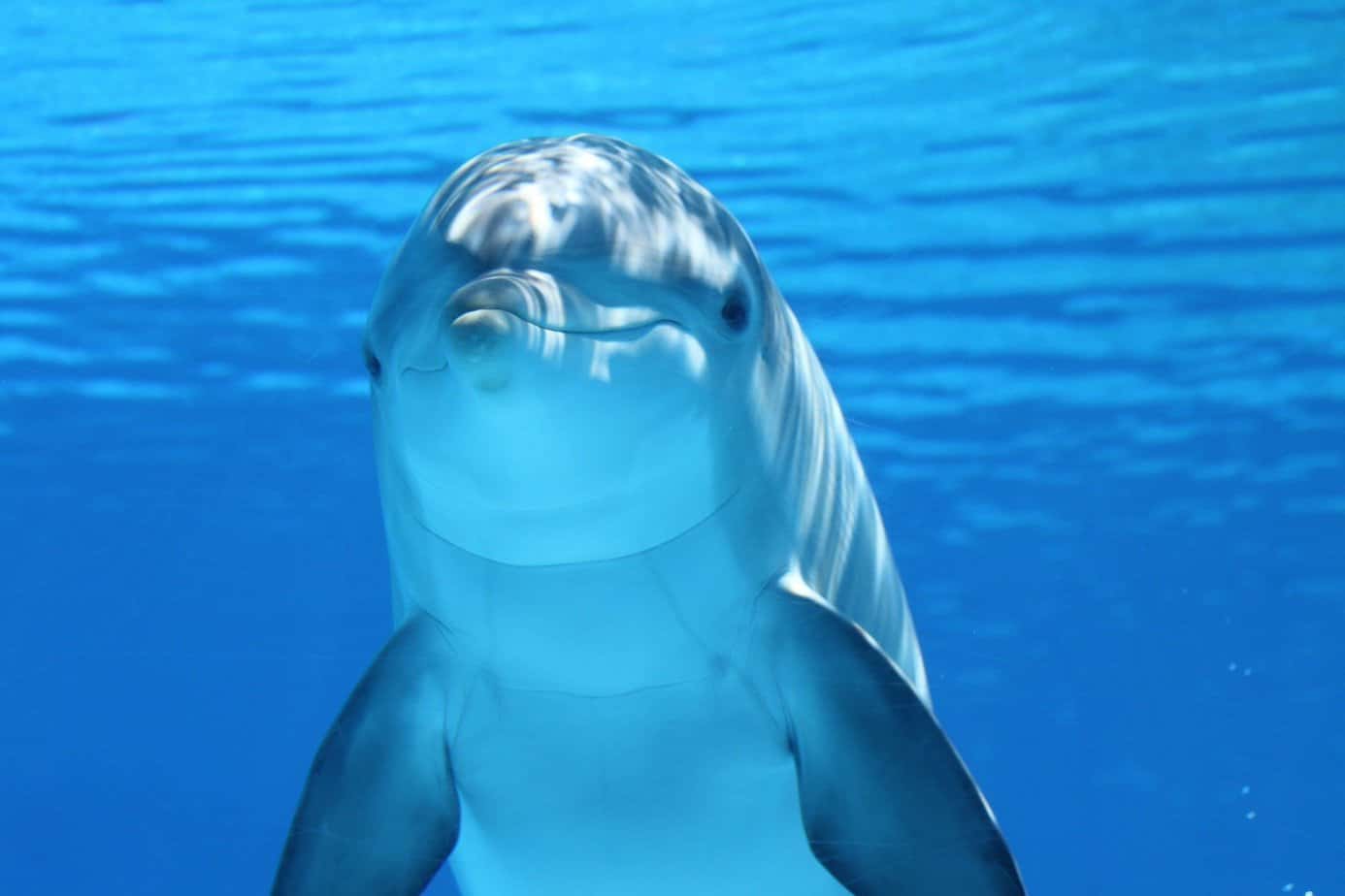Delfiny – wszystko, co warto o nich wiedzieć