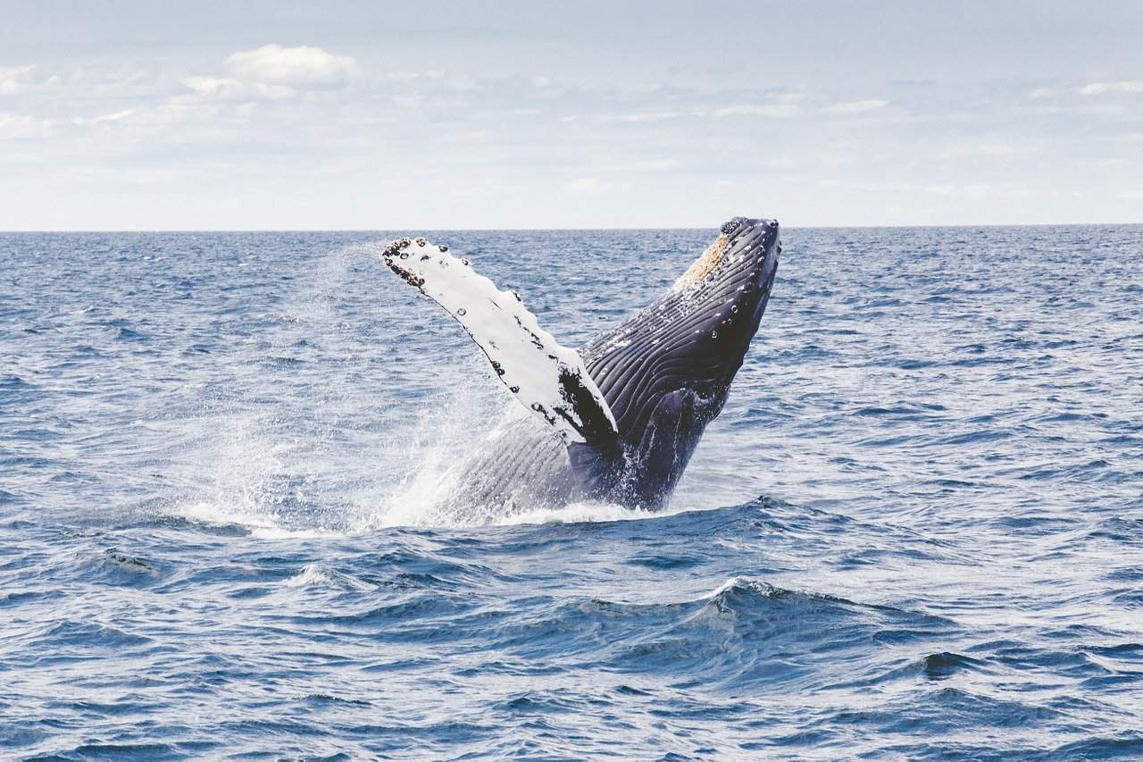 10 ciekawostek o wielorybach, które warto znać