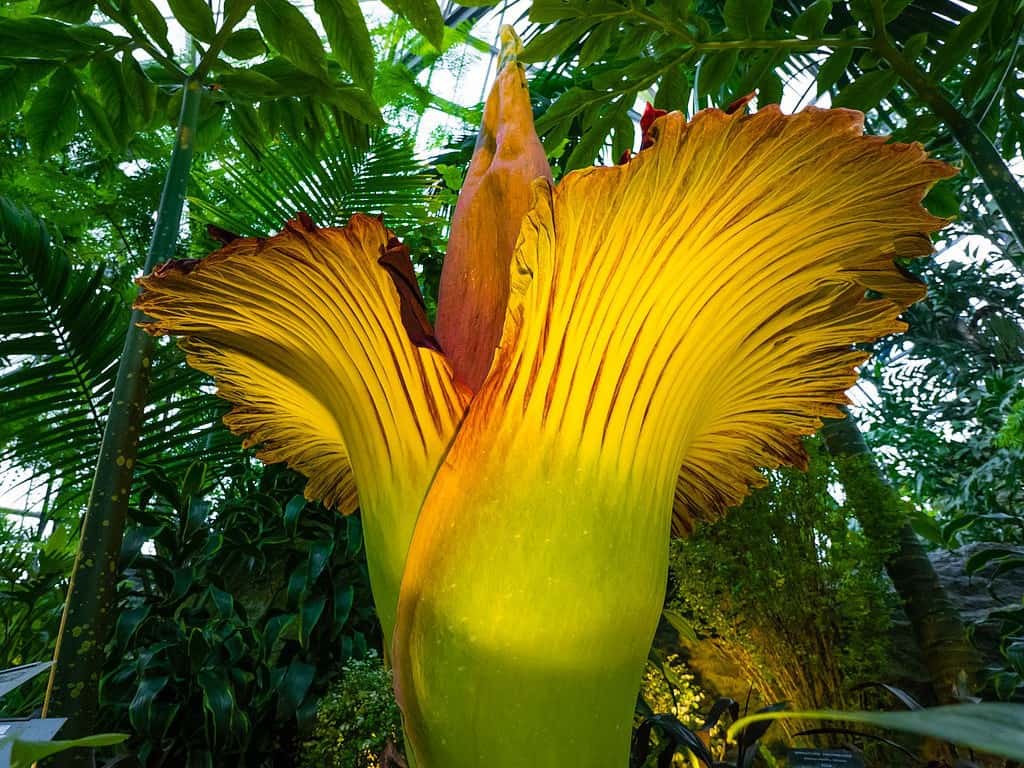 Dziwidło olbrzymie – czym się wyróżnia największy kwiat świata?