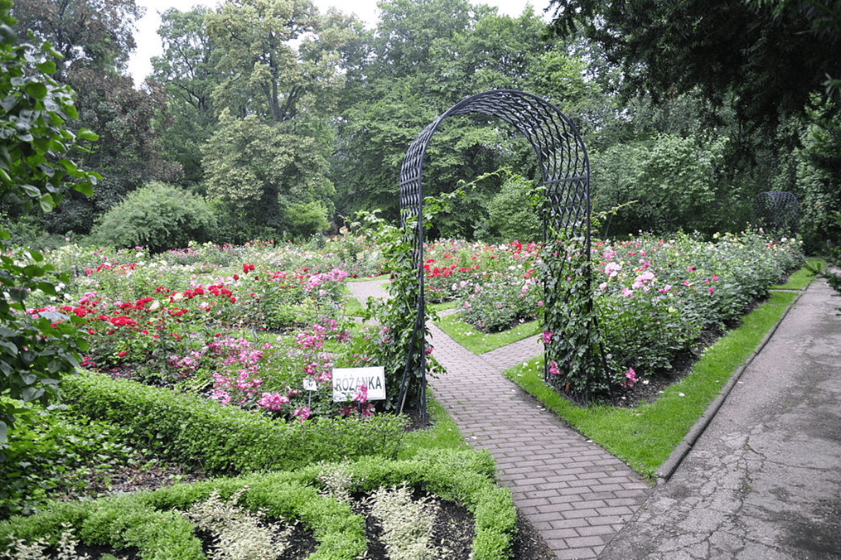 W warszawskim ogrodzie botanicznym zakwitnie rzadki kwiat