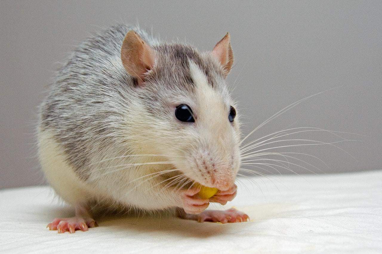 Czy znasz te ciekawostki o szczurach?