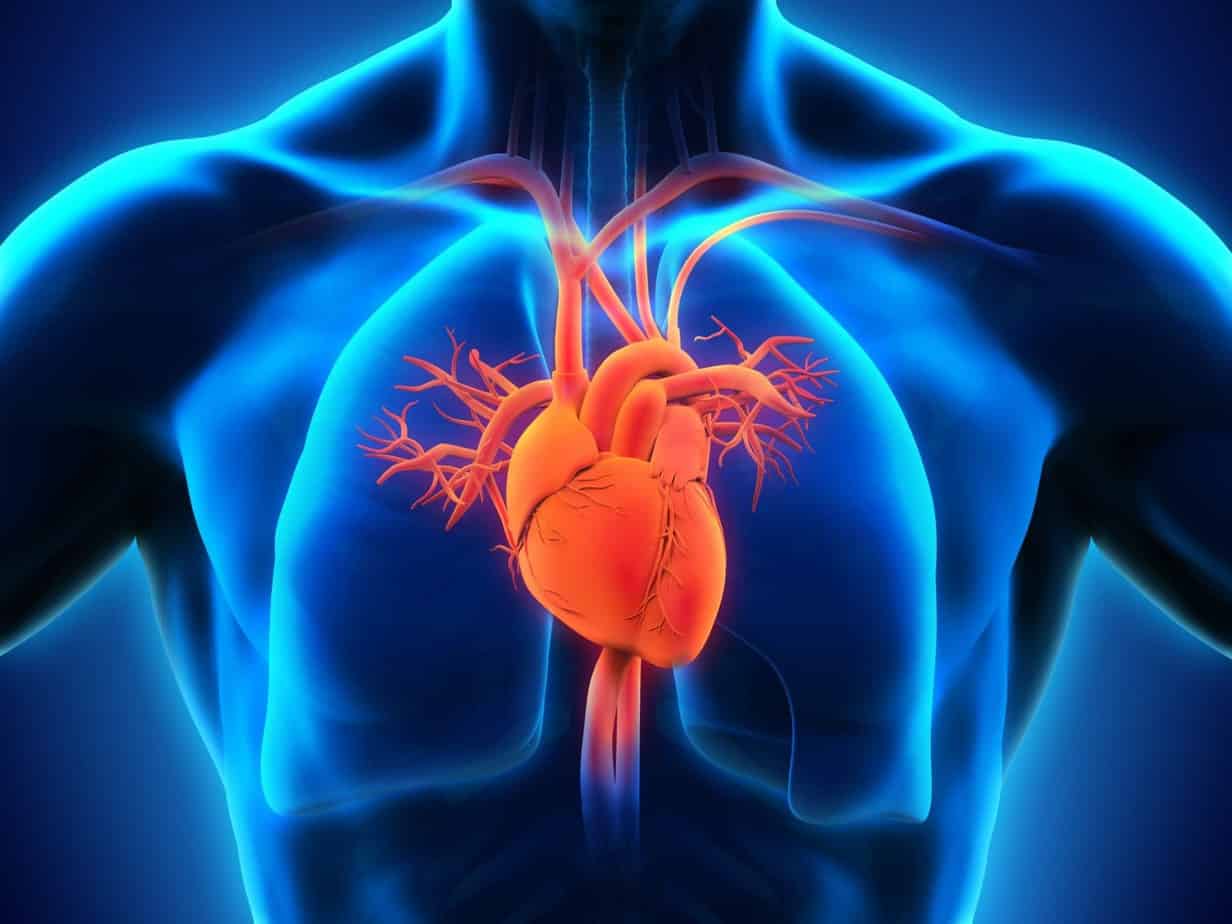 10 ciekawostek na temat serca
