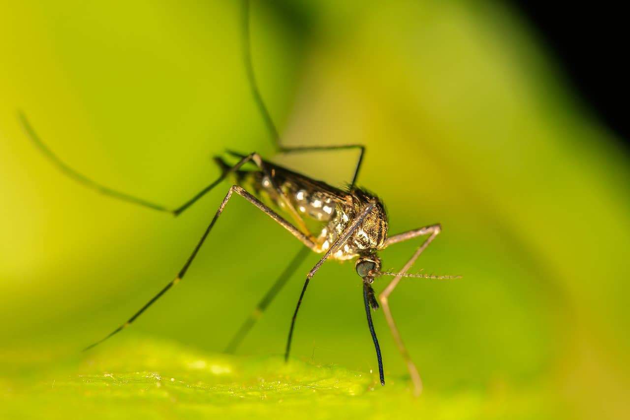 Ciekawostki o komarach, które Cię zaskoczą