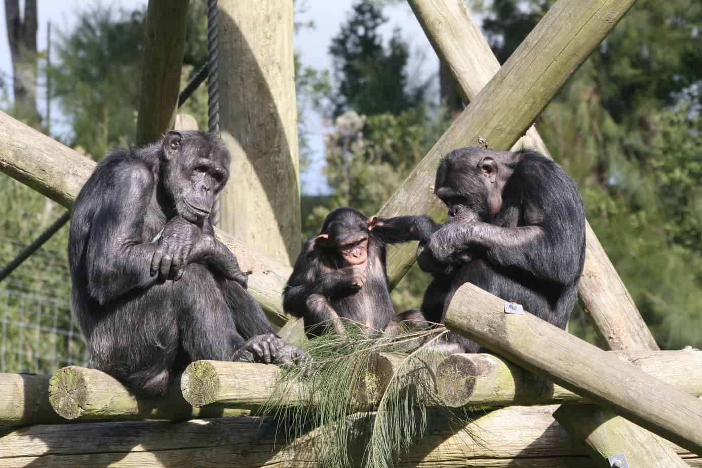 Co warto wiedzieć o szympansach?