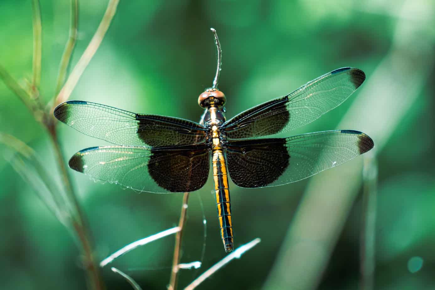Poznaj najciekawsze owady na świecie