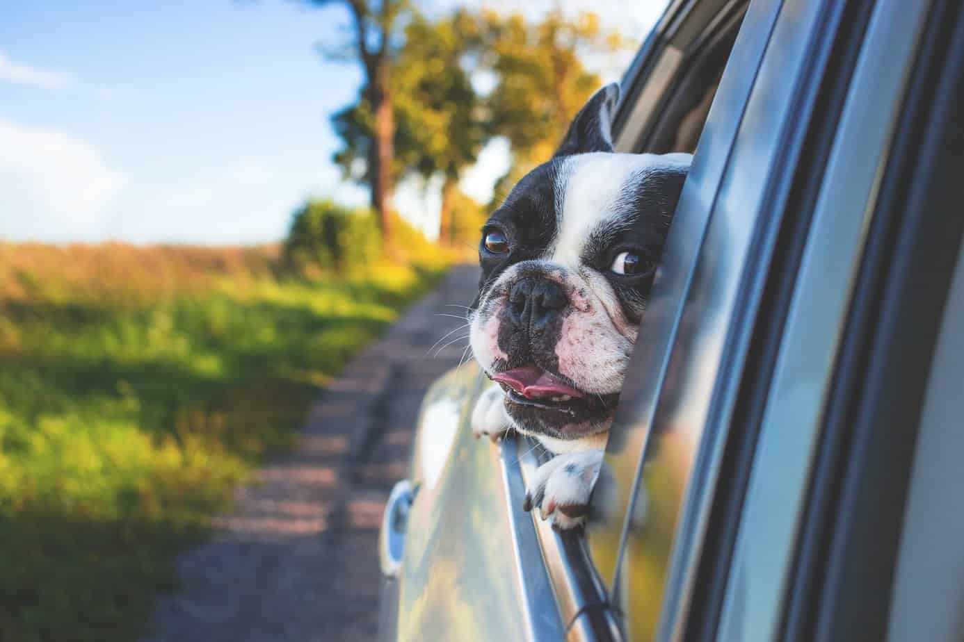 Podróże z psem: Praktyczne akcesoria, które ułatwią podróżowanie z Twoim czworonogiem
