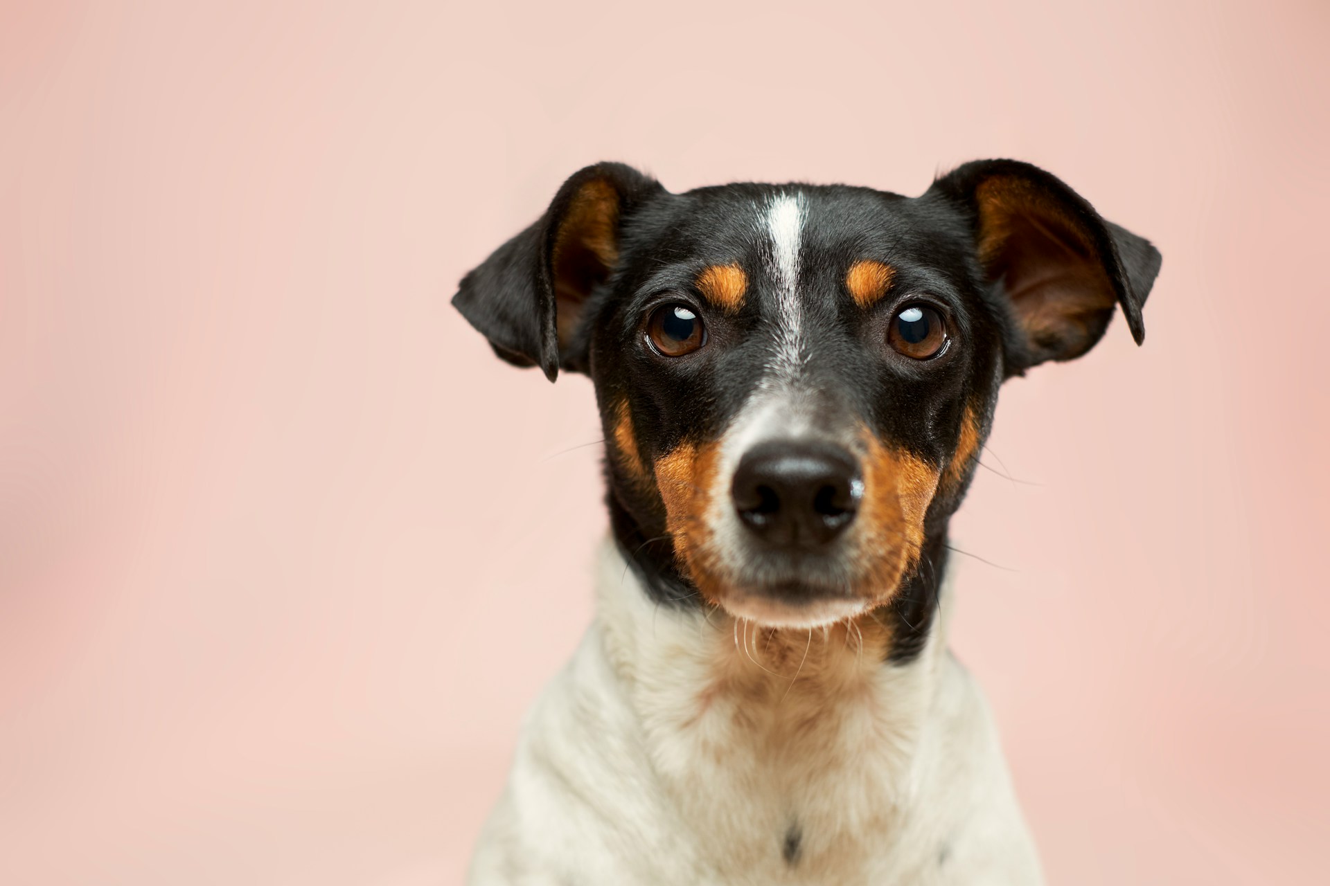 Sterylizacja psa – ogólne informacje