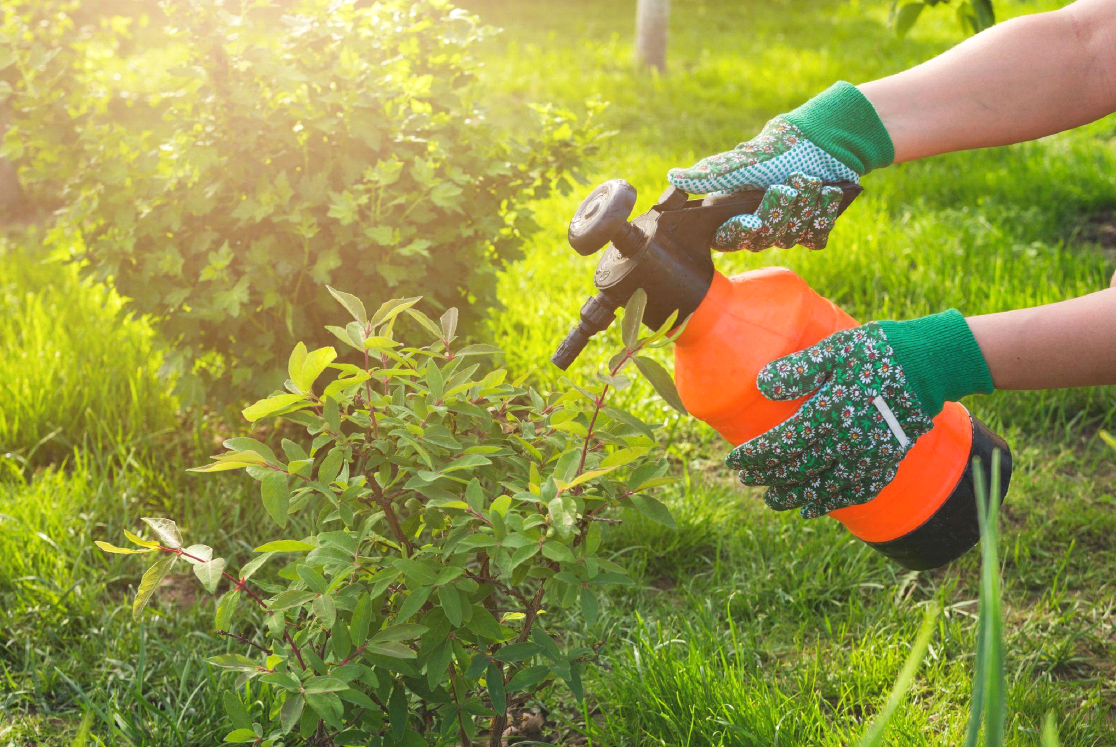 Jak wybrać najlepszy opryskiwacz ręczny do swojego ogrodu?